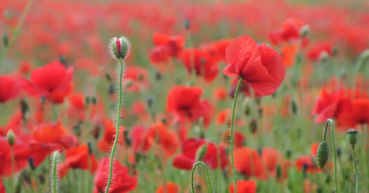 On Remembrance Day
