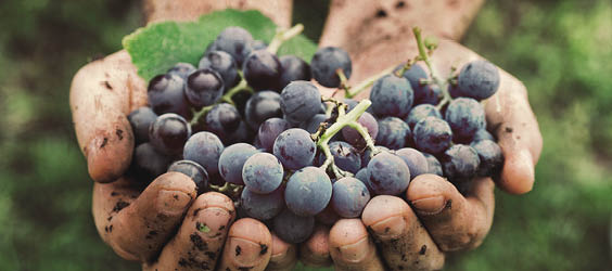 International Shiraz Day!