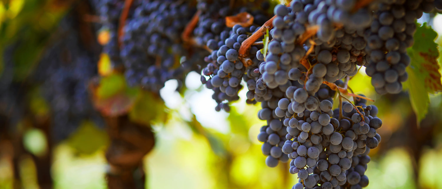 Portuguese Native Grapes